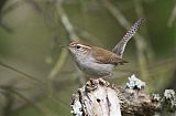 Bewick's Wren